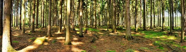 Panorama lasu — Zdjęcie stockowe