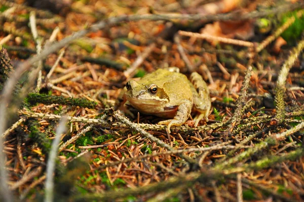 숲에서 개구리 — 스톡 사진