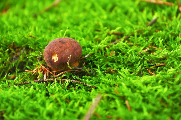 Fungo nella foresta — Foto Stock