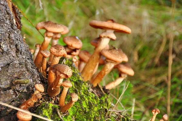 Champignon in bos — Stockfoto