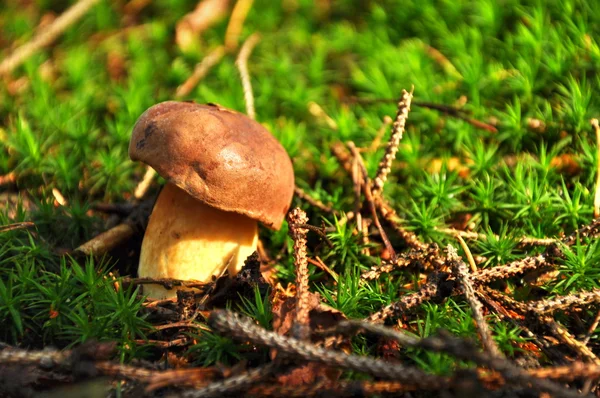 Champignon in bos — Stockfoto