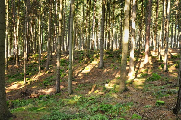 Панорама ліс — стокове фото