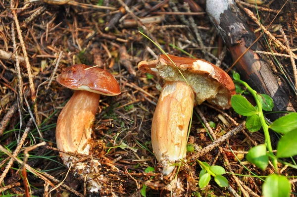 Champignon in bos — Stockfoto