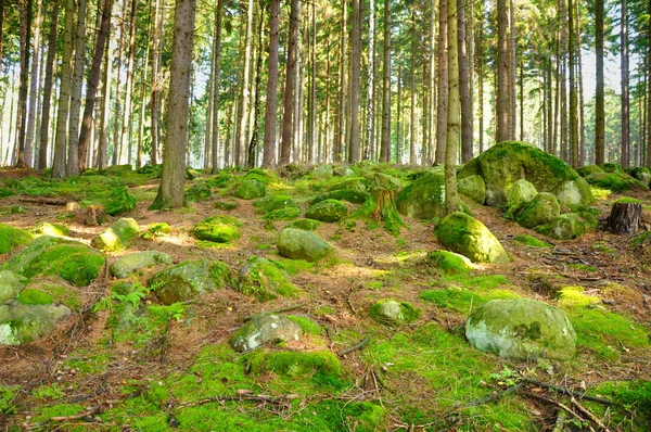 Panorama lasu — Zdjęcie stockowe