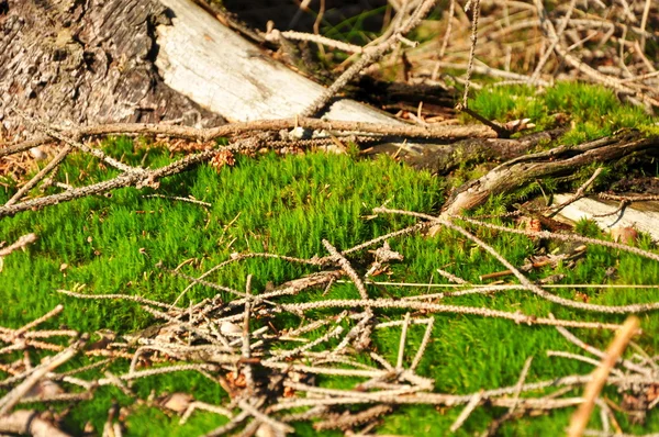 Korstmos — Stockfoto