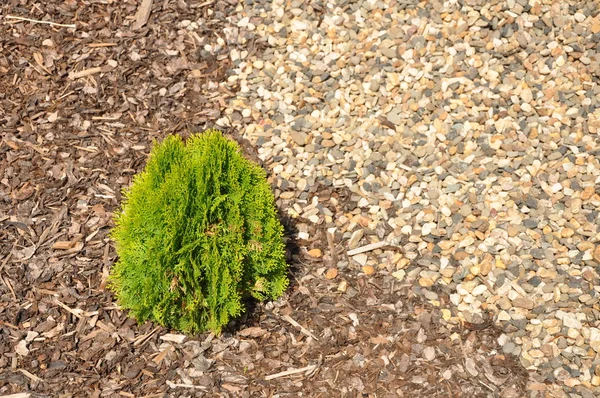 Planta de sinais — Fotografia de Stock