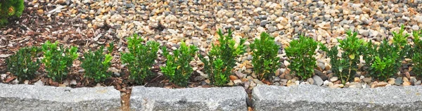Mały zielony krzew — Zdjęcie stockowe