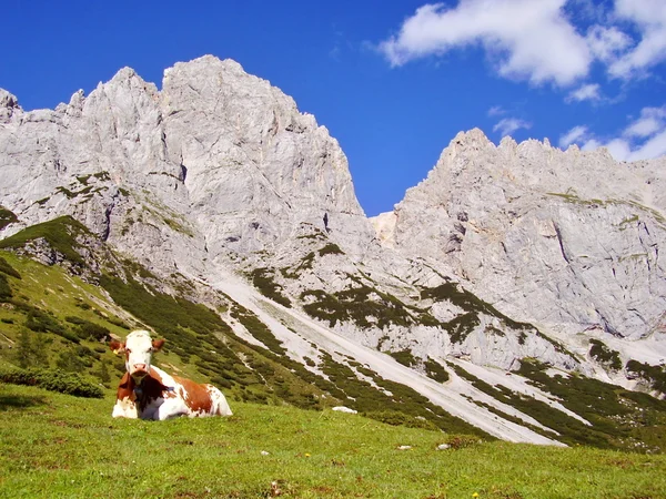 Vacca nelle Alpi — Foto Stock