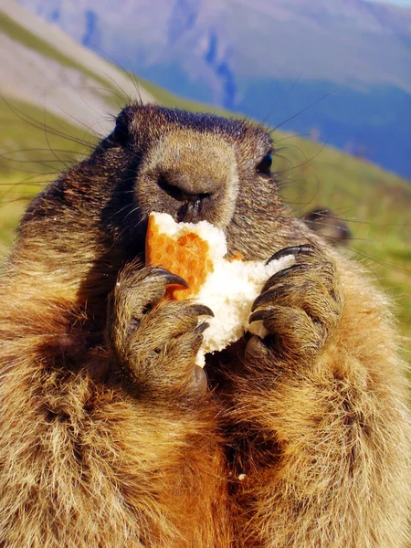 Marmot — Stock Photo, Image