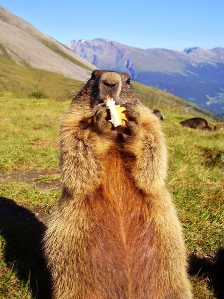 Marmot — Stock Photo, Image