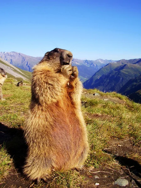Marmotte — Photo
