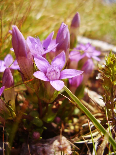 Genciana — Fotografia de Stock