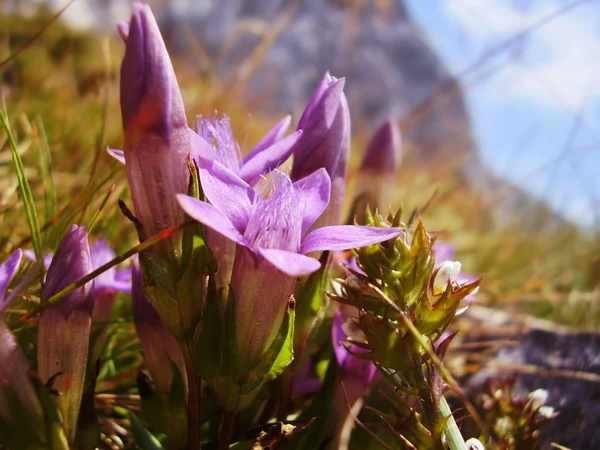 Genciana — Fotografia de Stock