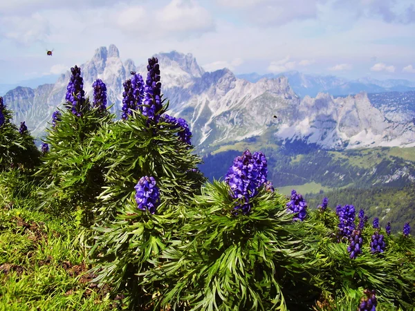 Alps flower — Stock Photo, Image