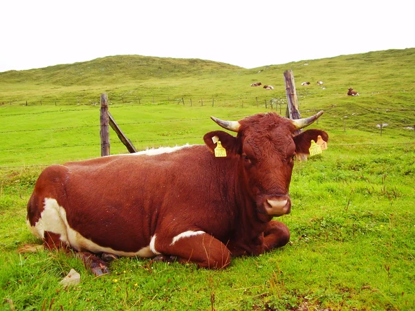 Vaca em alpes — Fotografia de Stock