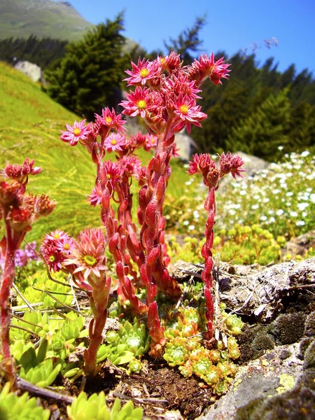 Prachtige Alpen blumen — Stockfoto