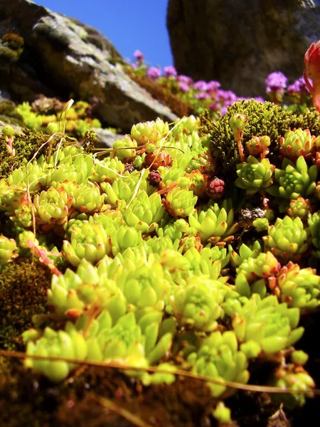 Nádherné Alpy blumen — Stock fotografie