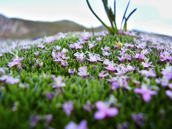 Nádherné Alpy blumen — Stock fotografie