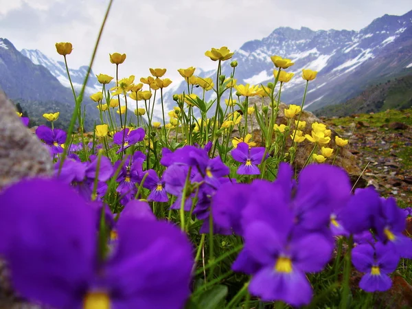 Όμορφη Άλπεις blumen — Φωτογραφία Αρχείου