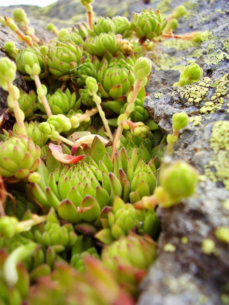 Piękne Alpy blumen — Zdjęcie stockowe