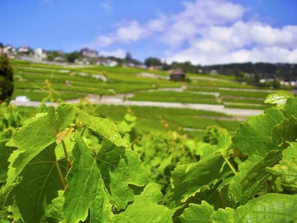 France vineyard — Stock Photo, Image