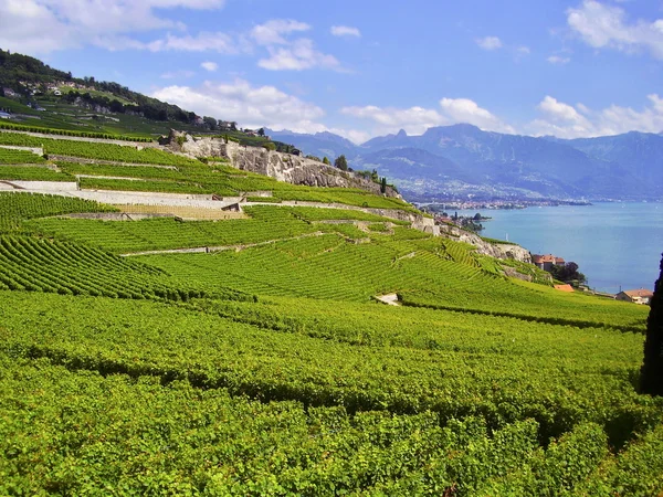 Frankreich Weinberg — Stockfoto