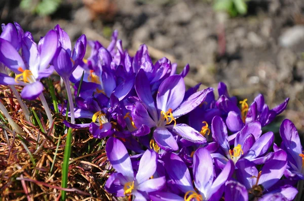 Krokus — Stockfoto