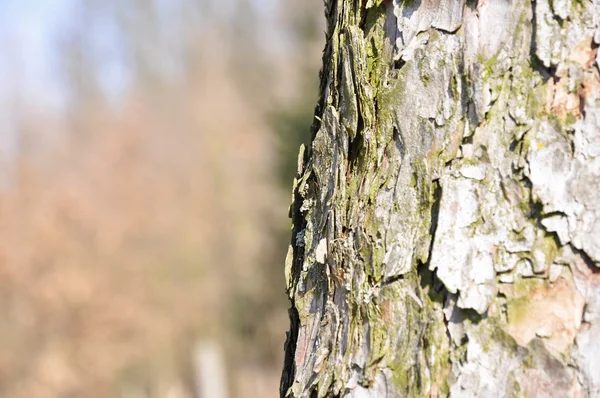 Casca de árvore — Fotografia de Stock