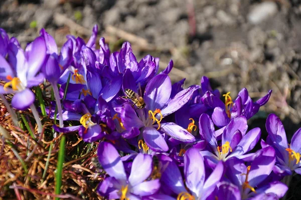 Crocus — Stock Photo, Image