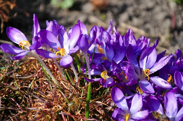 Crocus — Fotografie, imagine de stoc