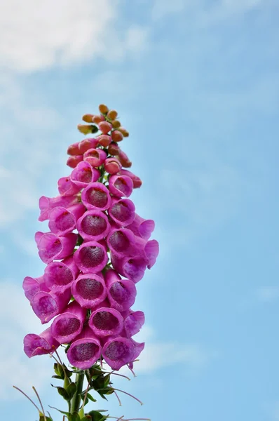 Gran flor púrpura —  Fotos de Stock
