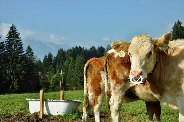 Vacas em alpes — Fotografia de Stock