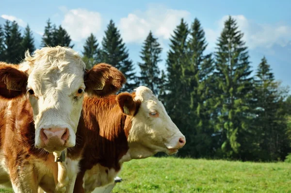 Vacas em alpes — Fotografia de Stock