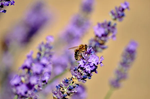 Lavanda —  Fotos de Stock