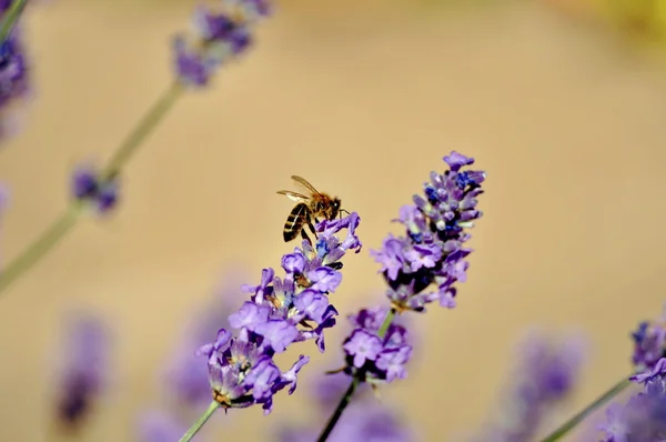 Lavanda —  Fotos de Stock