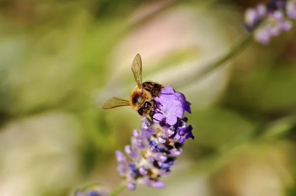 Lavanda —  Fotos de Stock