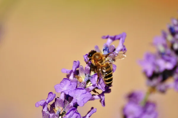 Lavendel — Stockfoto