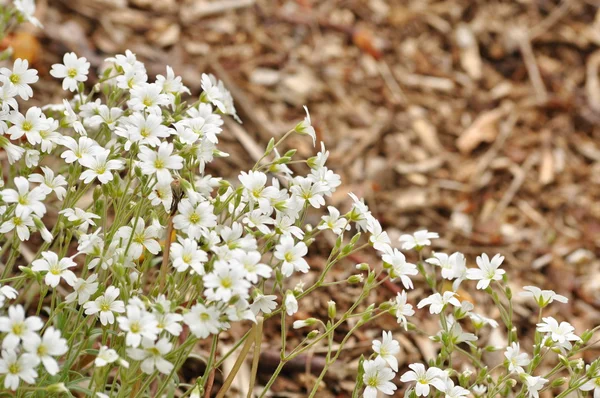 Wilde bloemen — Stockfoto