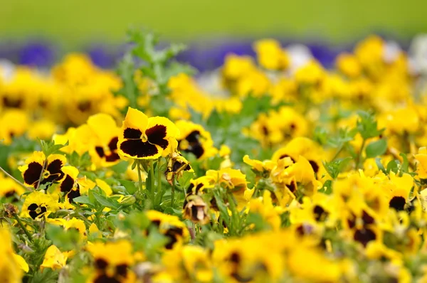 Fiori di campo — Foto Stock