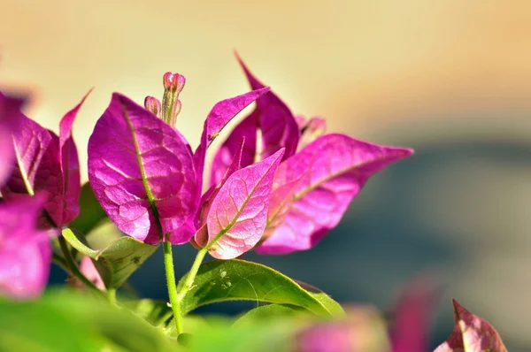 Fiori di campo — Foto Stock