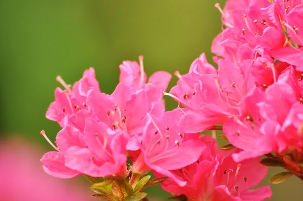 Fiori di campo — Foto Stock