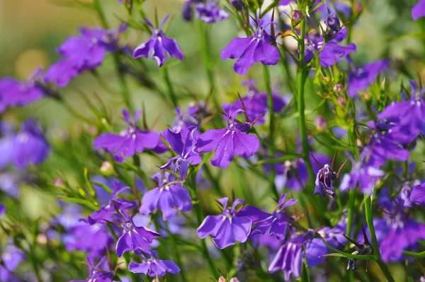 Lavanda — Fotografia de Stock