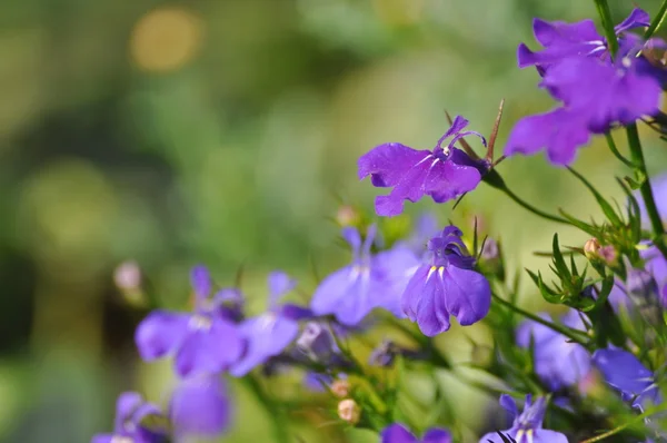 Lavanda — Fotografia de Stock