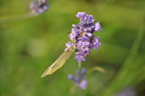 Lavanda —  Fotos de Stock