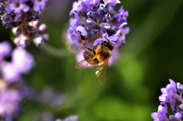 Lavanda —  Fotos de Stock