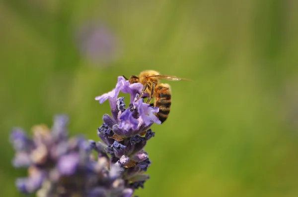 Lavanda —  Fotos de Stock