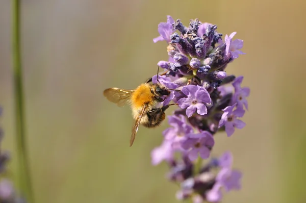 Lavanda —  Fotos de Stock