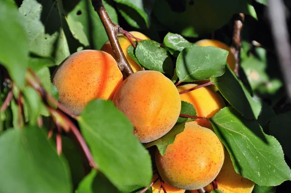 树上的杏子 — 图库照片