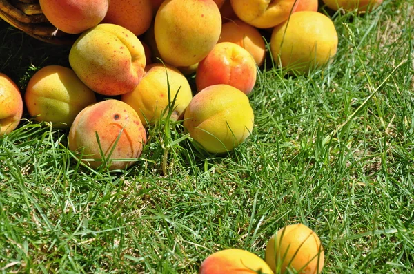 Apricots — Stock Photo, Image