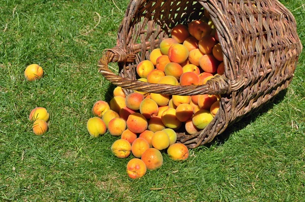 Apricots in basket — Stock Photo, Image